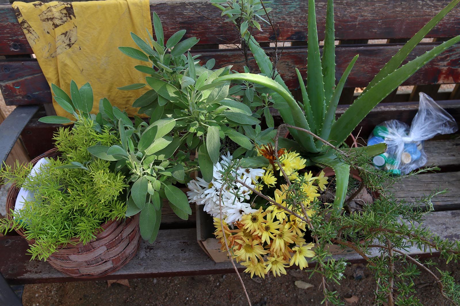 Fira d'intercanvi de plantes a La Floresta. Foto: Lali Álvarez
