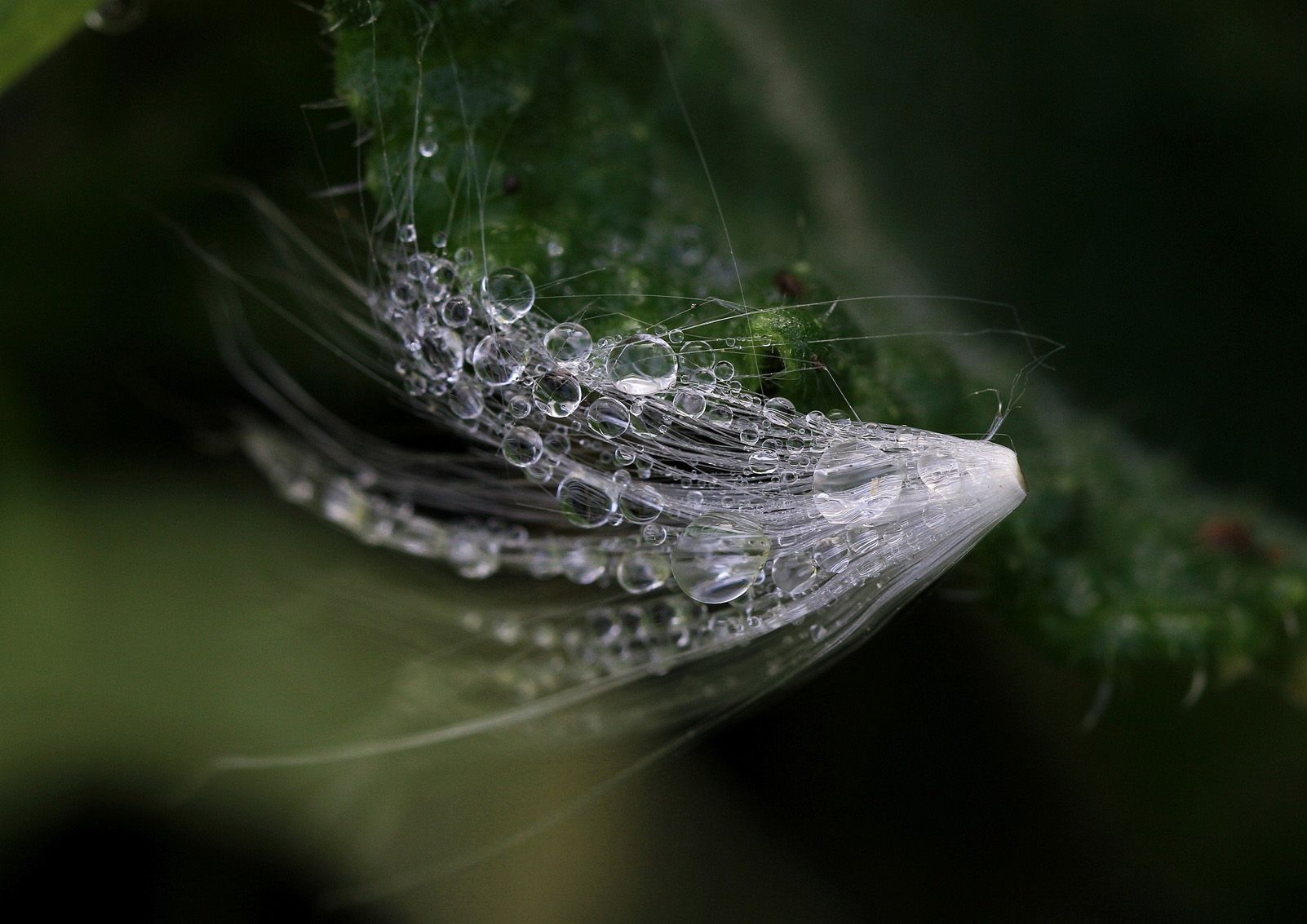 3r Premi categoria lleure. "Geometria Natural" de Jordi Garcia.