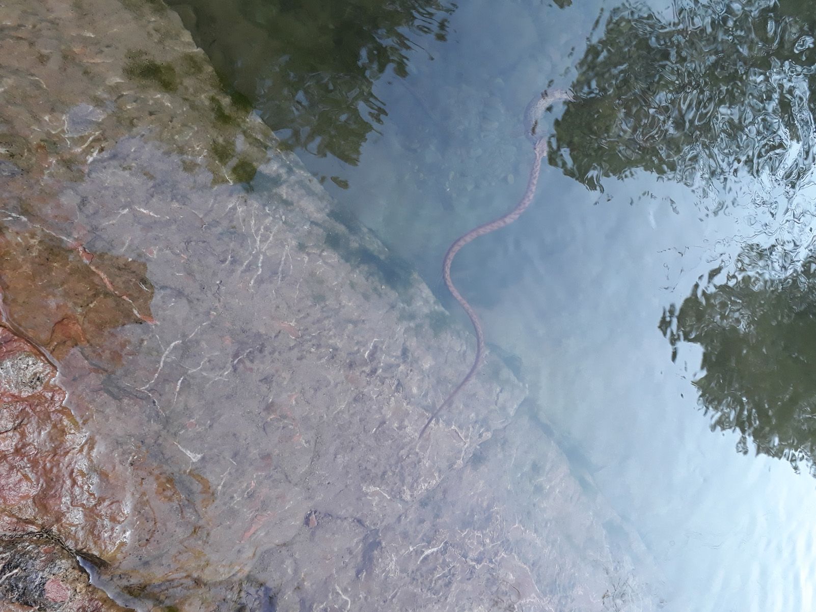 Clara Bargalló Jiménez "Fauna salvatge"