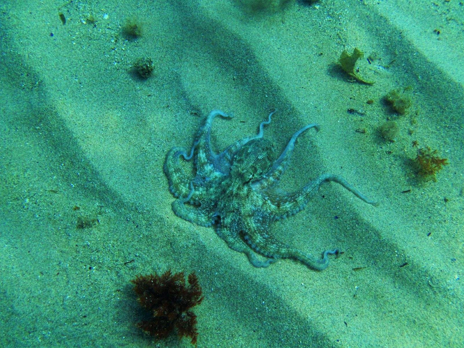 Javier Latre Méndez "Octopus"