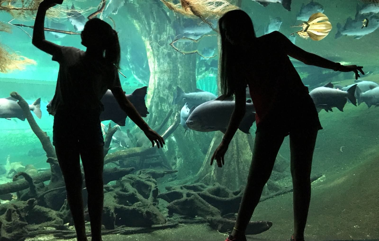 Anna Maria Margarit Borras "Ombres marines"