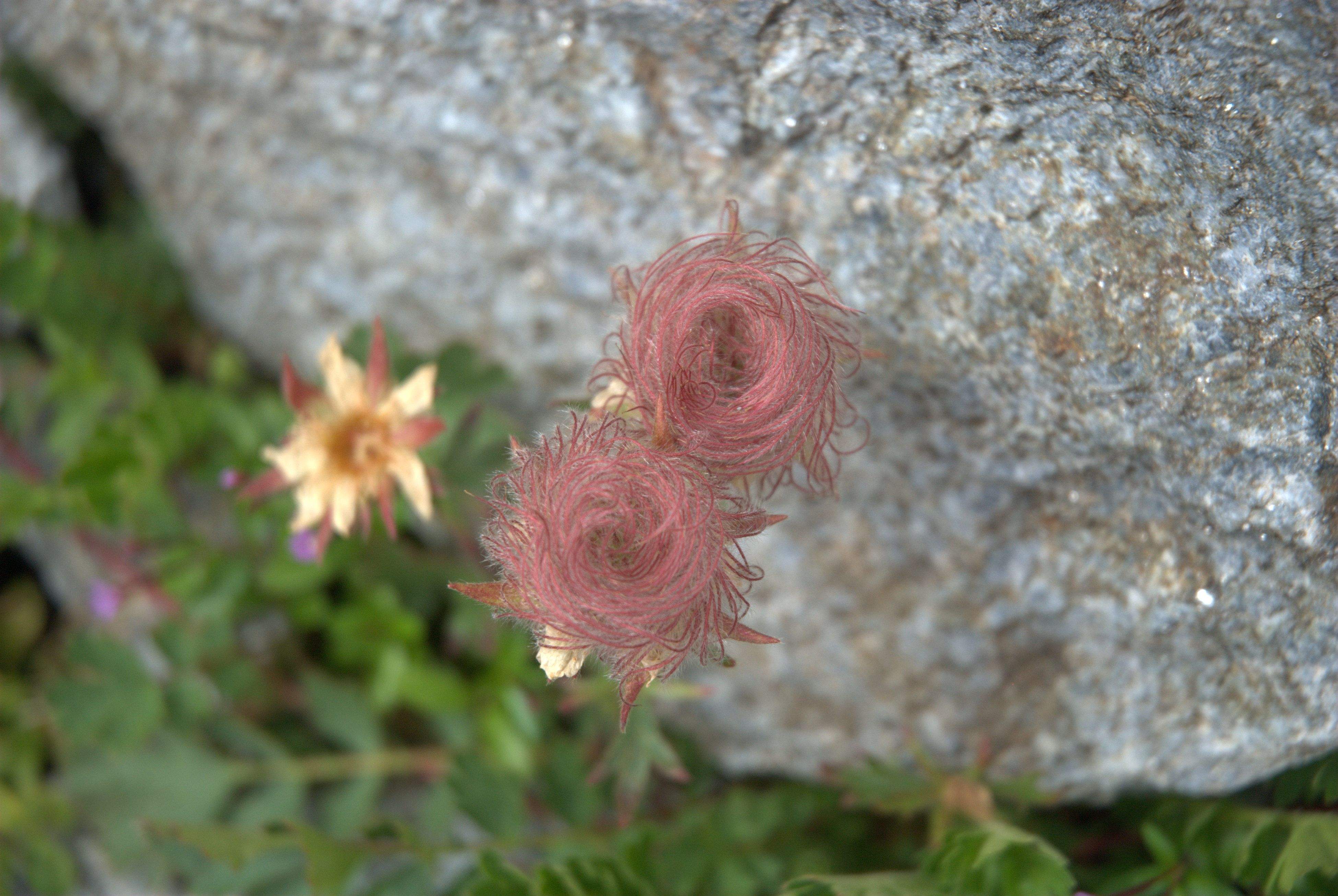 Bernat Llorenç Arcusa "Flors pentinades"