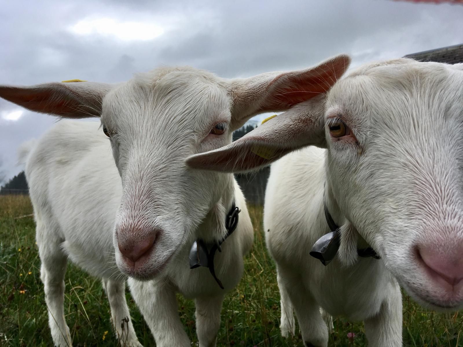 Berta Llorenç Mestres "Dues cabretes"
