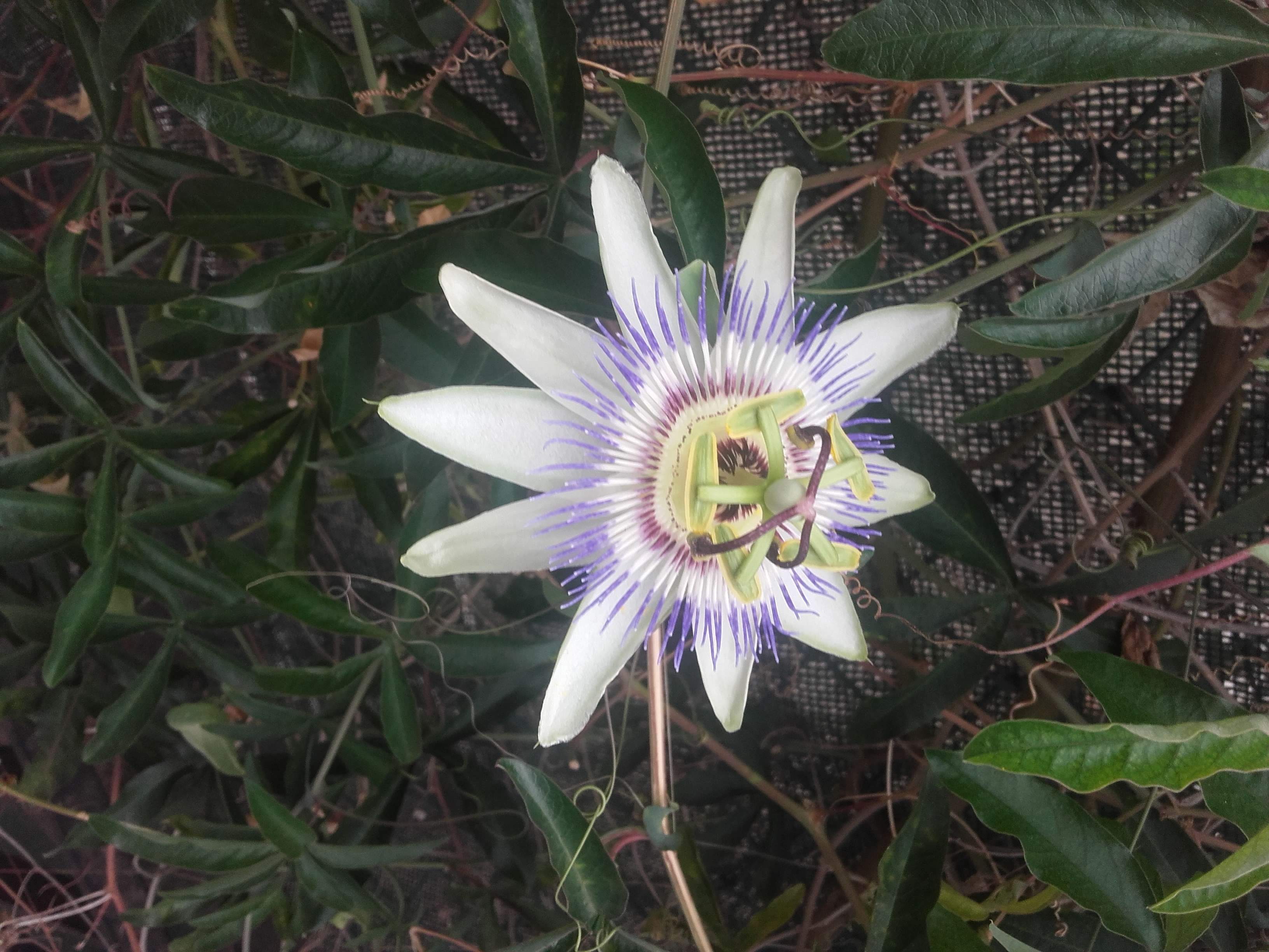 Berta Macarulla Lillo "Flower Power"