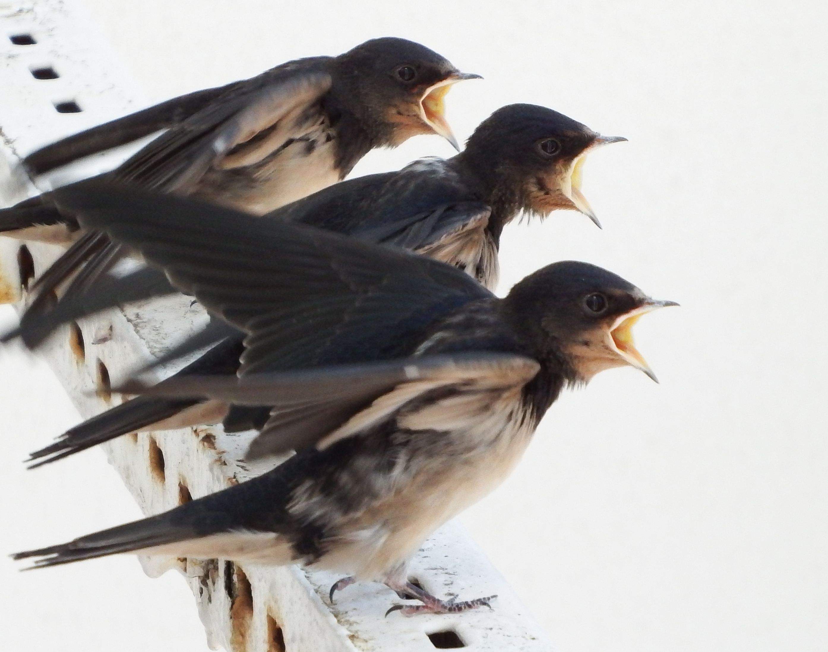 Carles Aymerich barba "El can de les Orenetes"