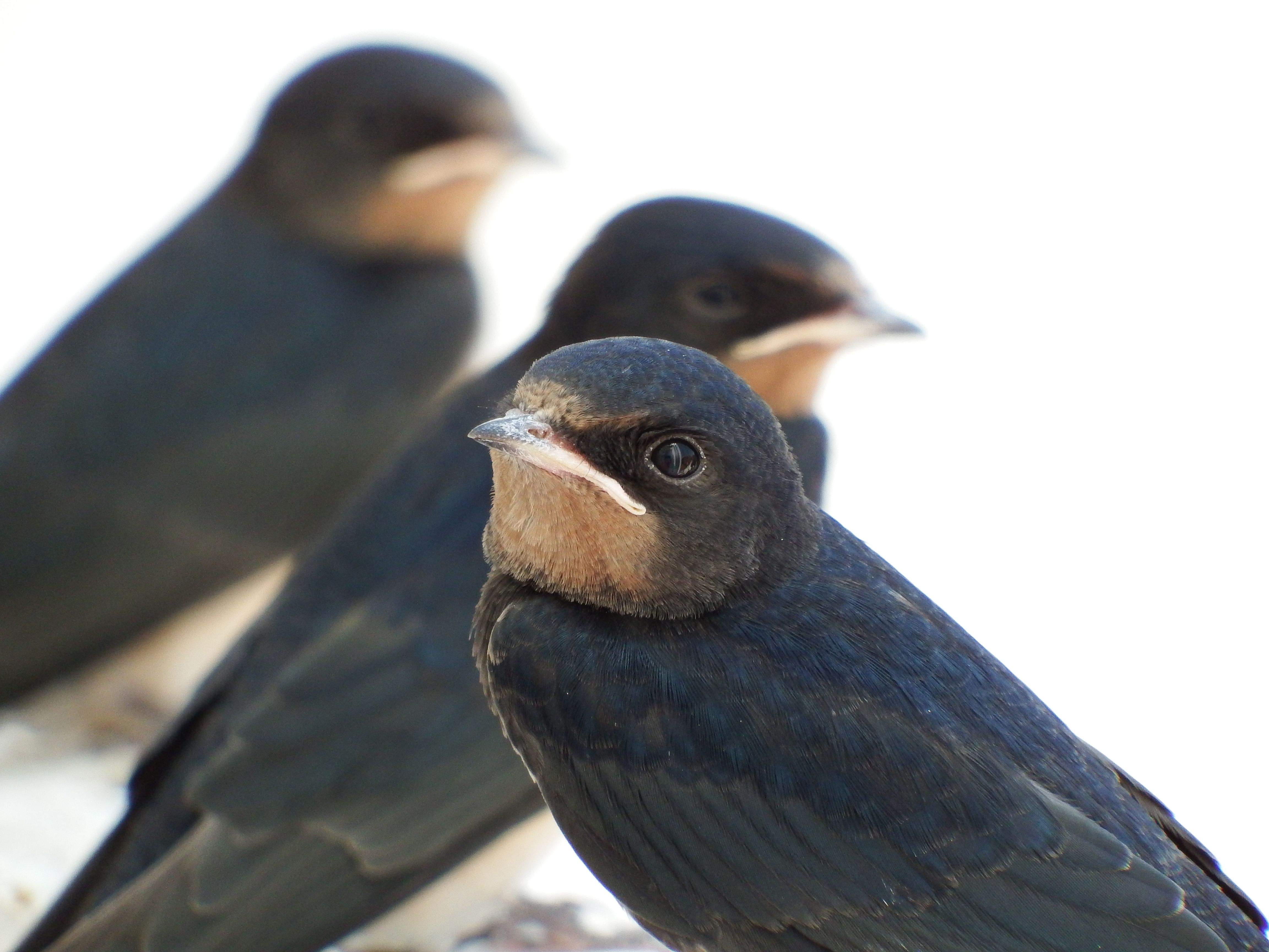 Carles Aymerich barba "Primer pla"