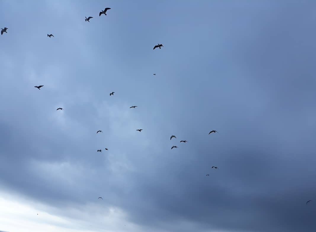 Elisa Campos perez "Arriba l'oratge"