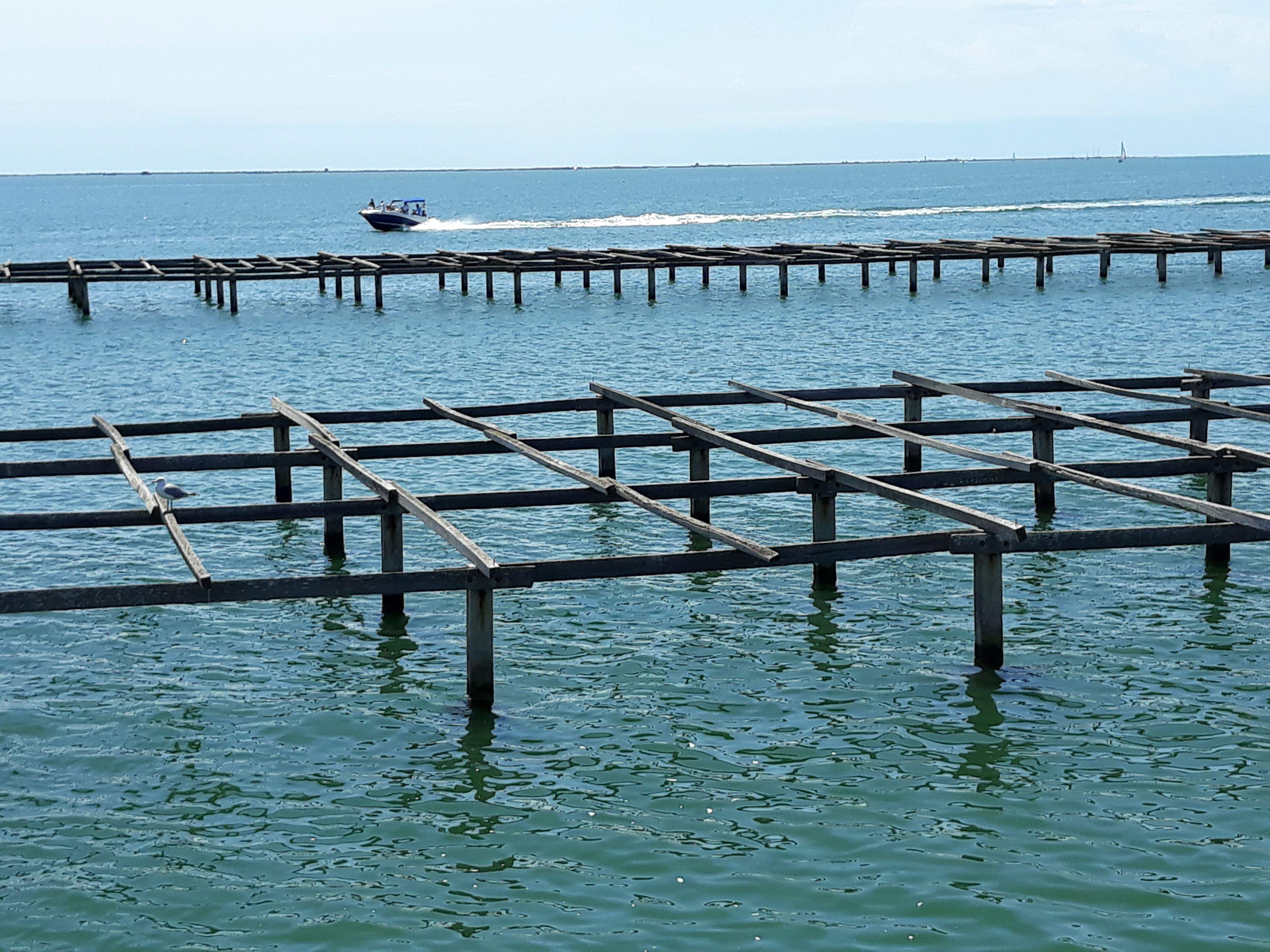 Eva Cabedo Cruz "A la musclera de l'Avi Agustí"