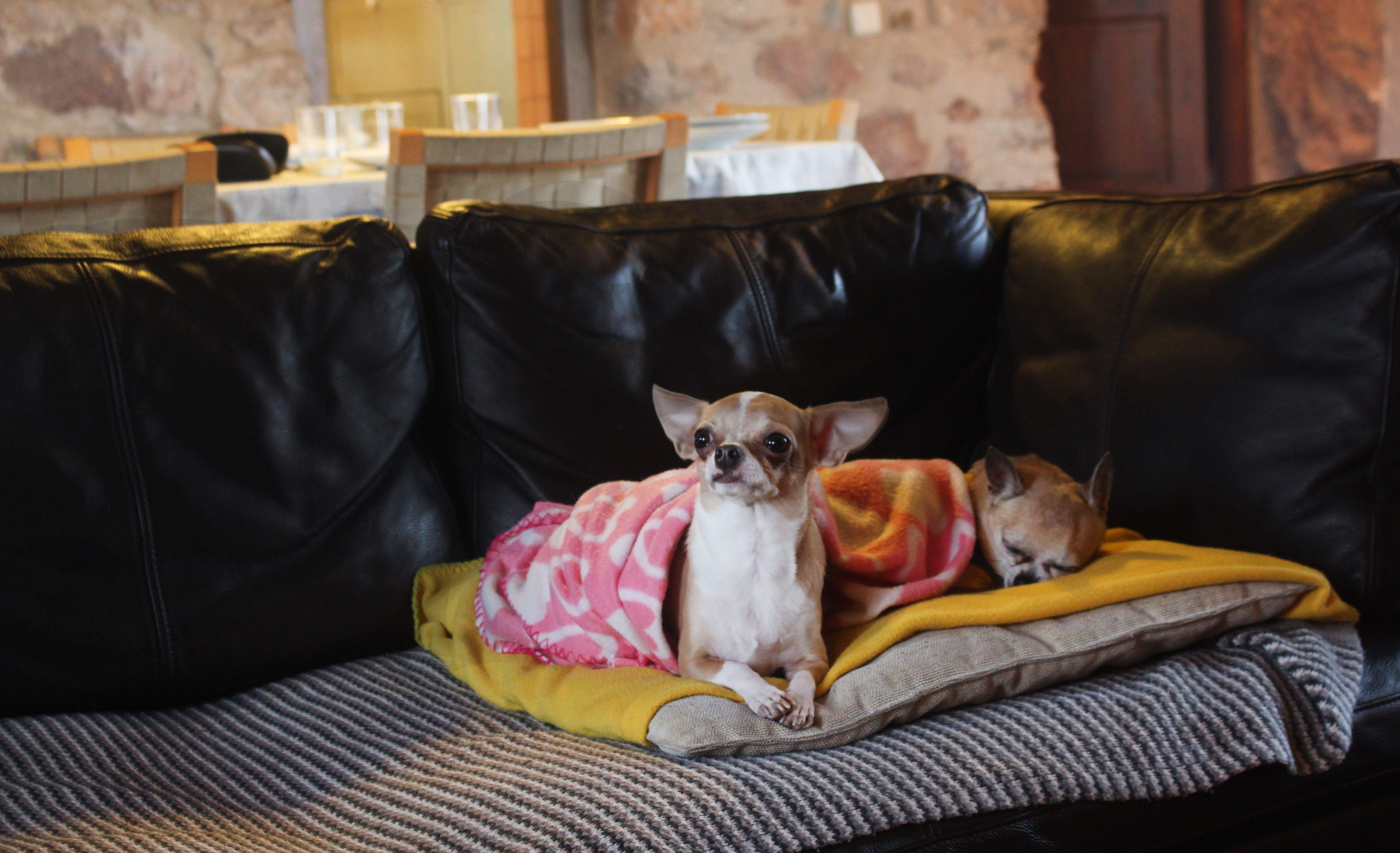 Fèlix Baldrich Guillén "No Molestar"