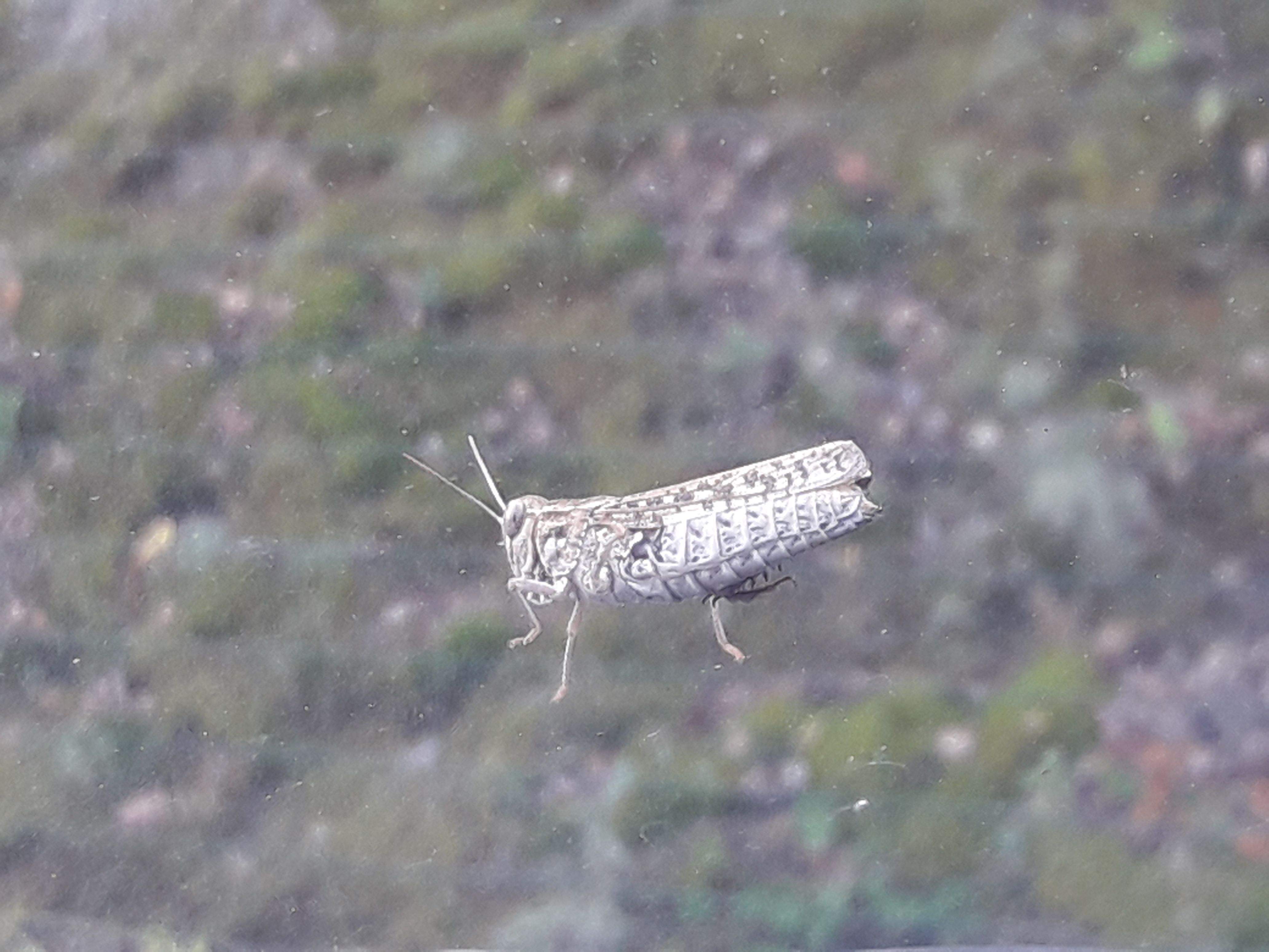 Ferran Pauner Corbeto "Grill d'estiu 2018"