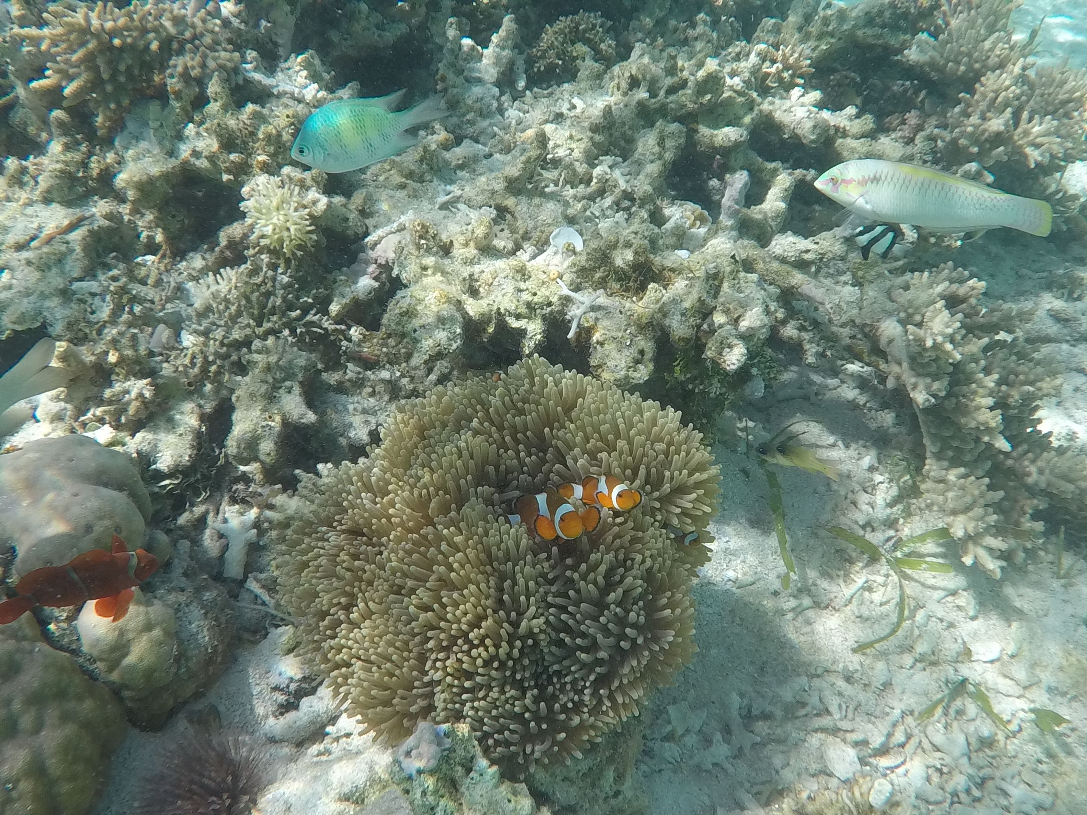 Ferran Pérez "Hem trobat el Nemo!"