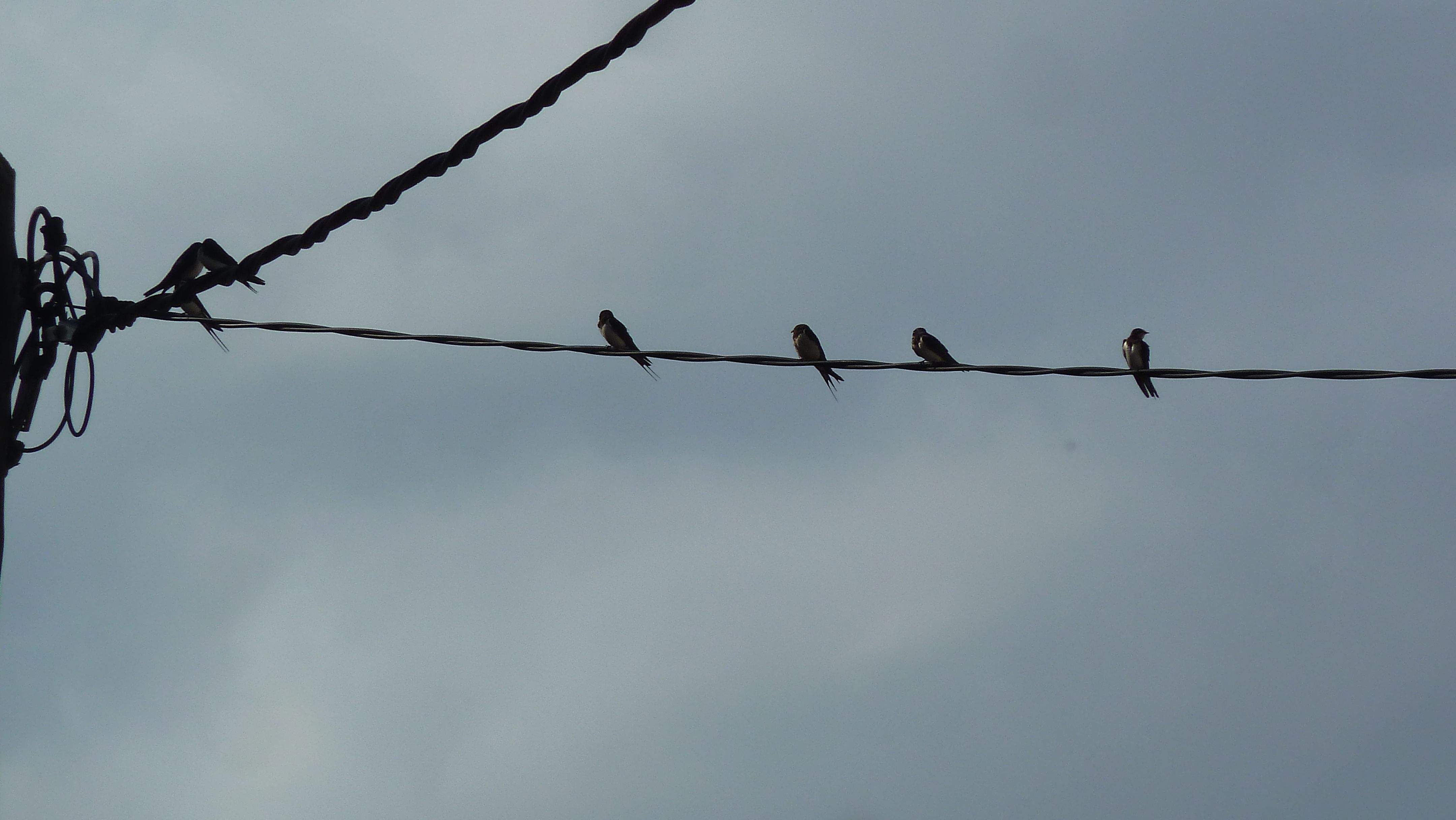 Héctor García Rodríguez "Golondrinas"