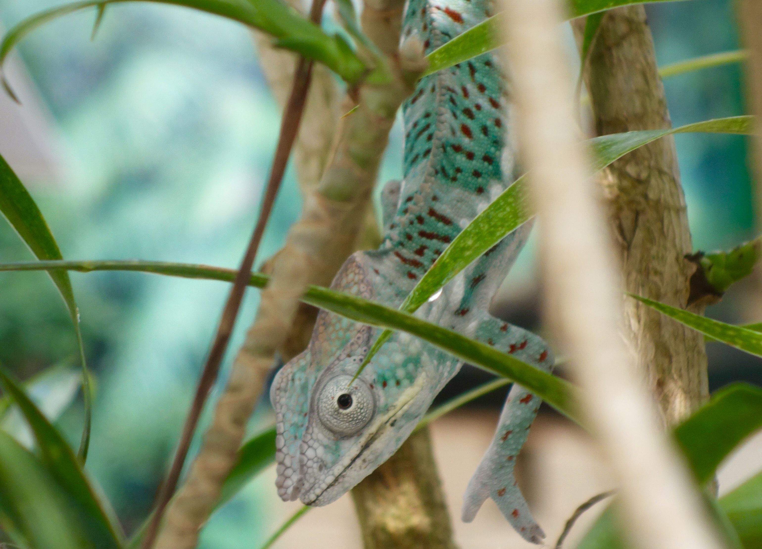Isabel Pérez Puiggròs "Et veig...!"