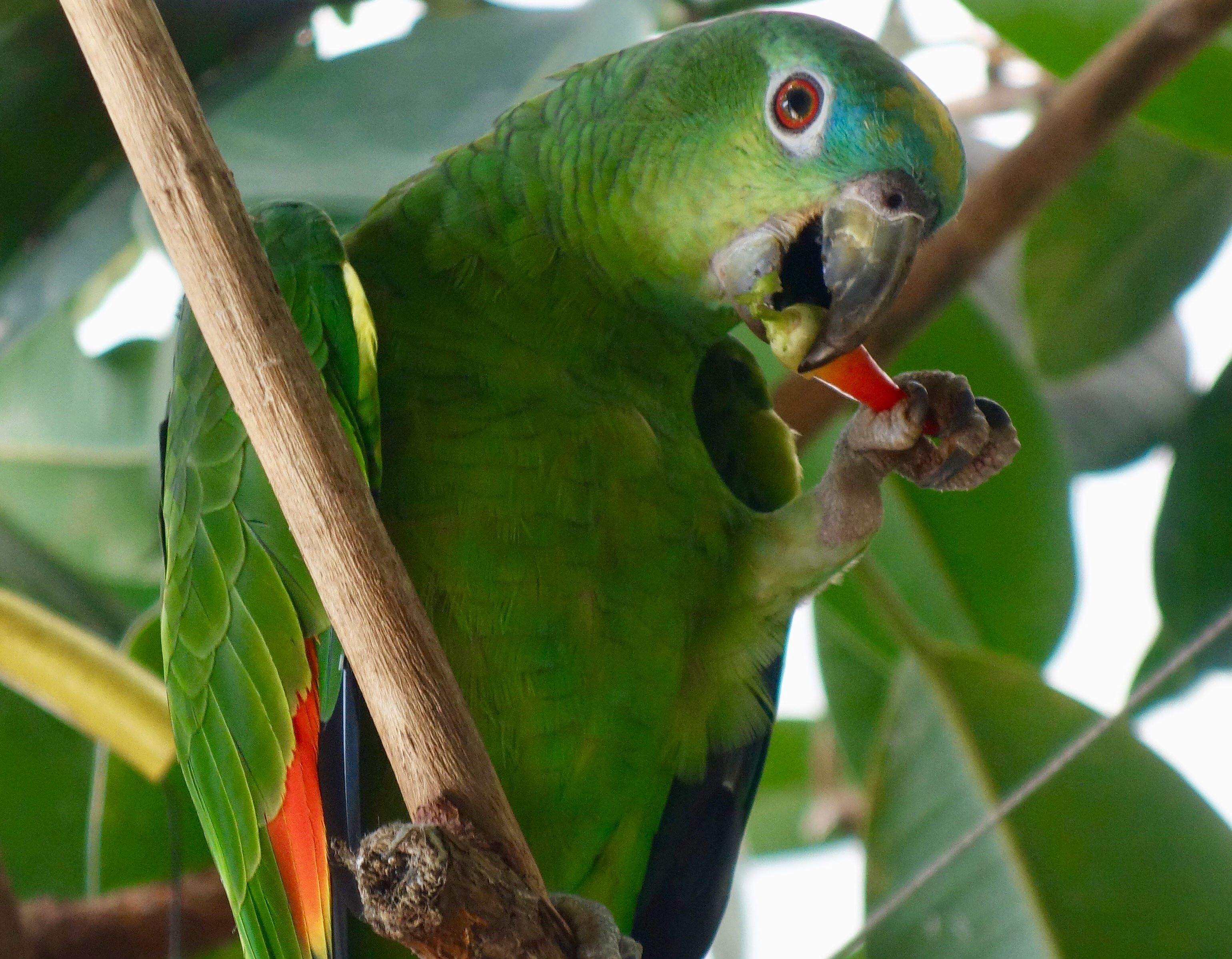 Isabel Pérez Puiggròs "Tinc gana!"