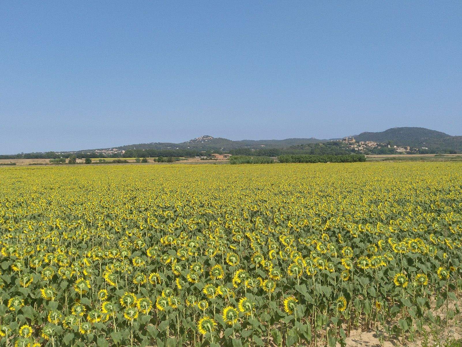 Laura Pérez Sánchez   "Tots a una"