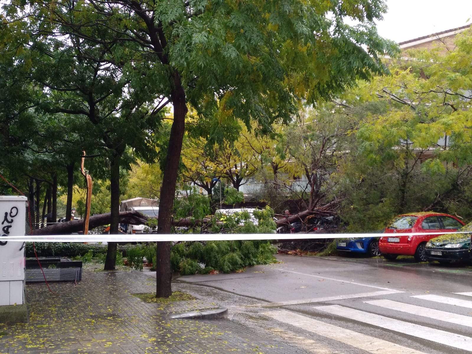 Arbres caiguts a Sant Cugat del Vallès FOTO: Cedida