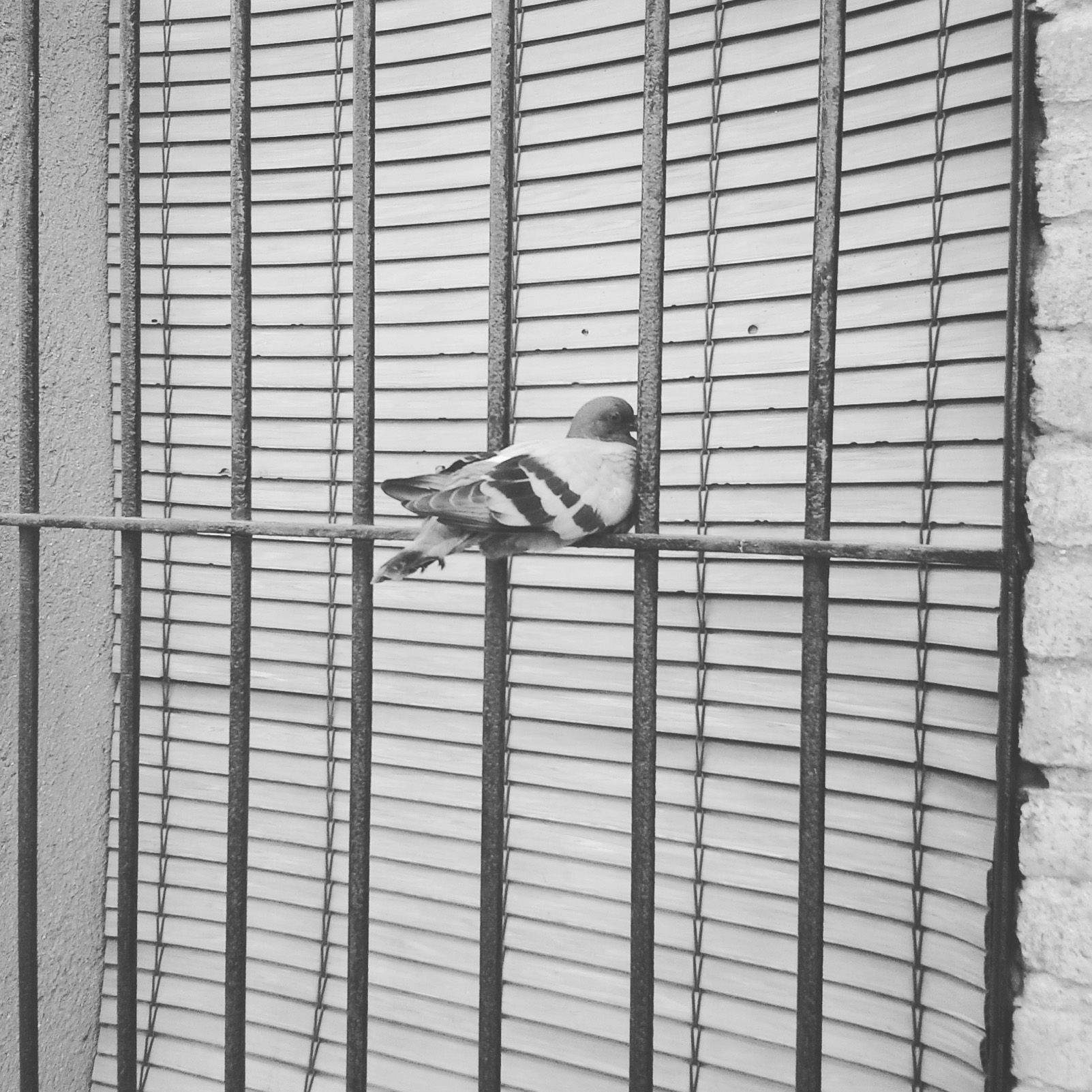 Pol Rosell "La pau i serenitat"