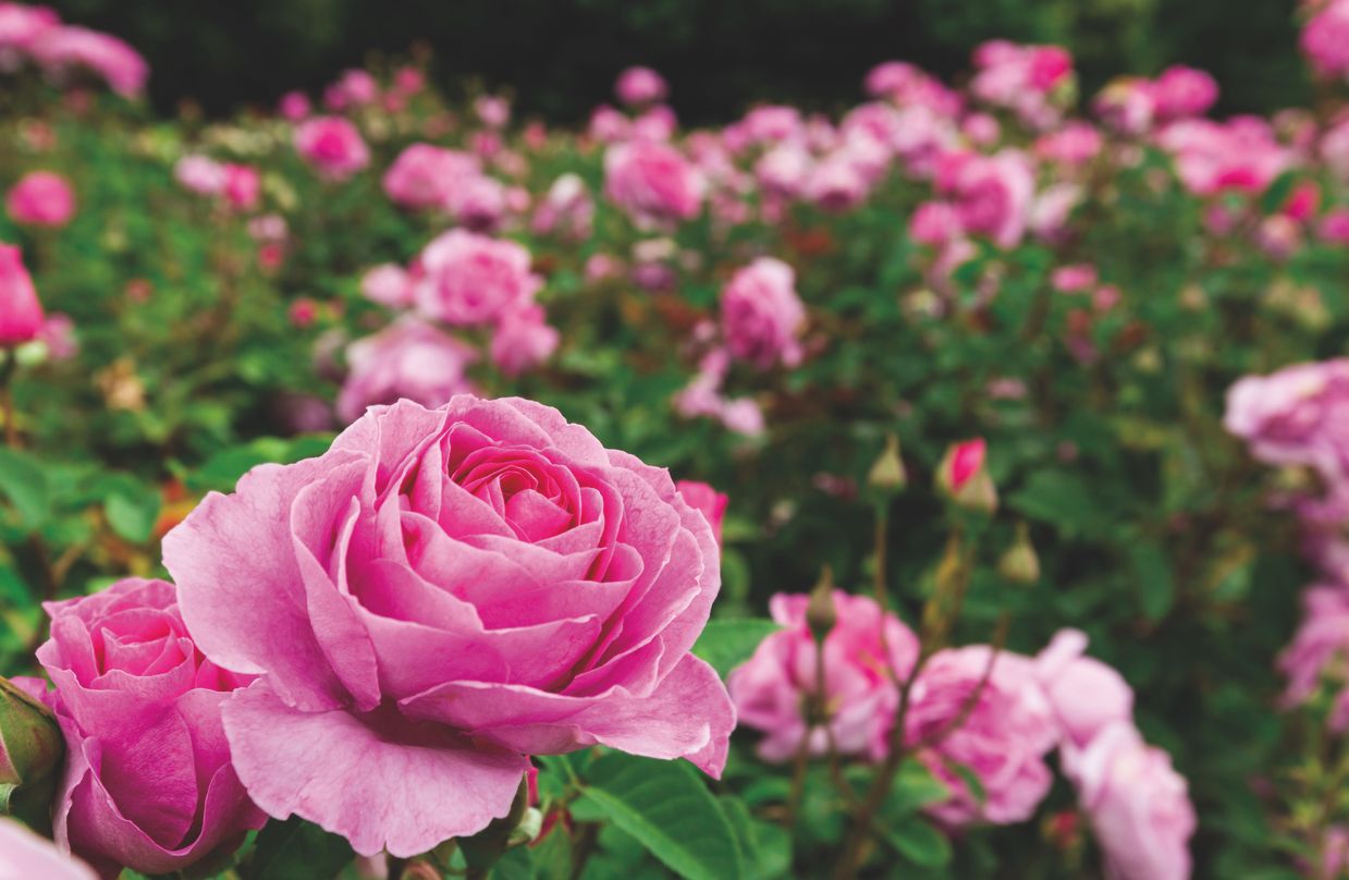 Cures bàsiques dels rosers. FOTO: Cedida