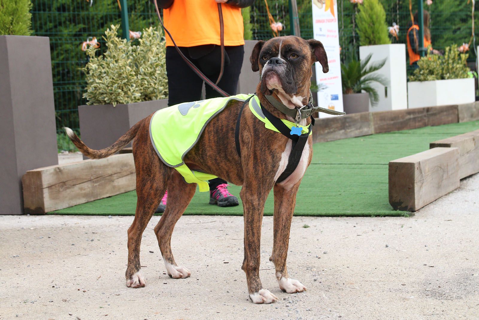 Jornada d'adopció de gossos i gats. Foto: Lali Álvarez