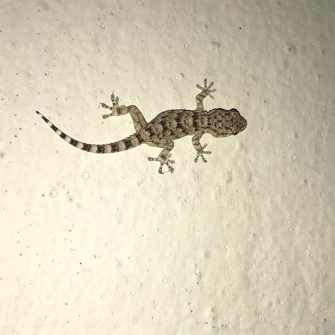 @Agataguino "animals nocturns que trobes tornant de nit a santcugat"