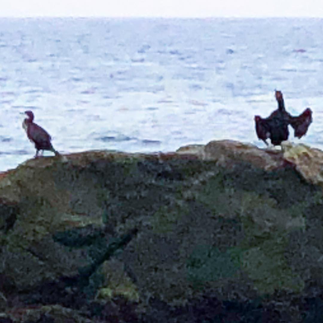 @davidemenini journey   "Pareja de cormoranes esperando la comida."