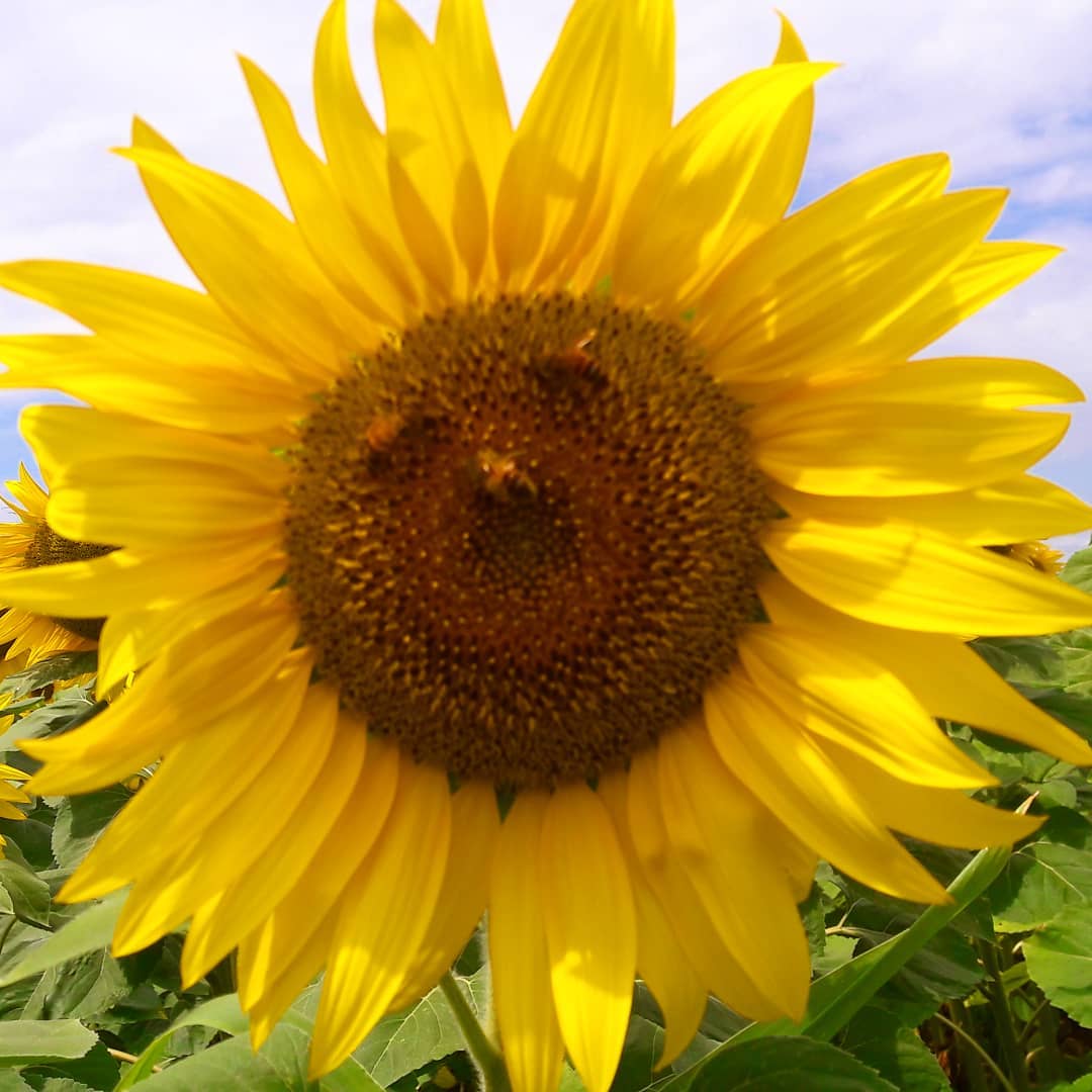 @el carlus  "El sol ens somriu!"