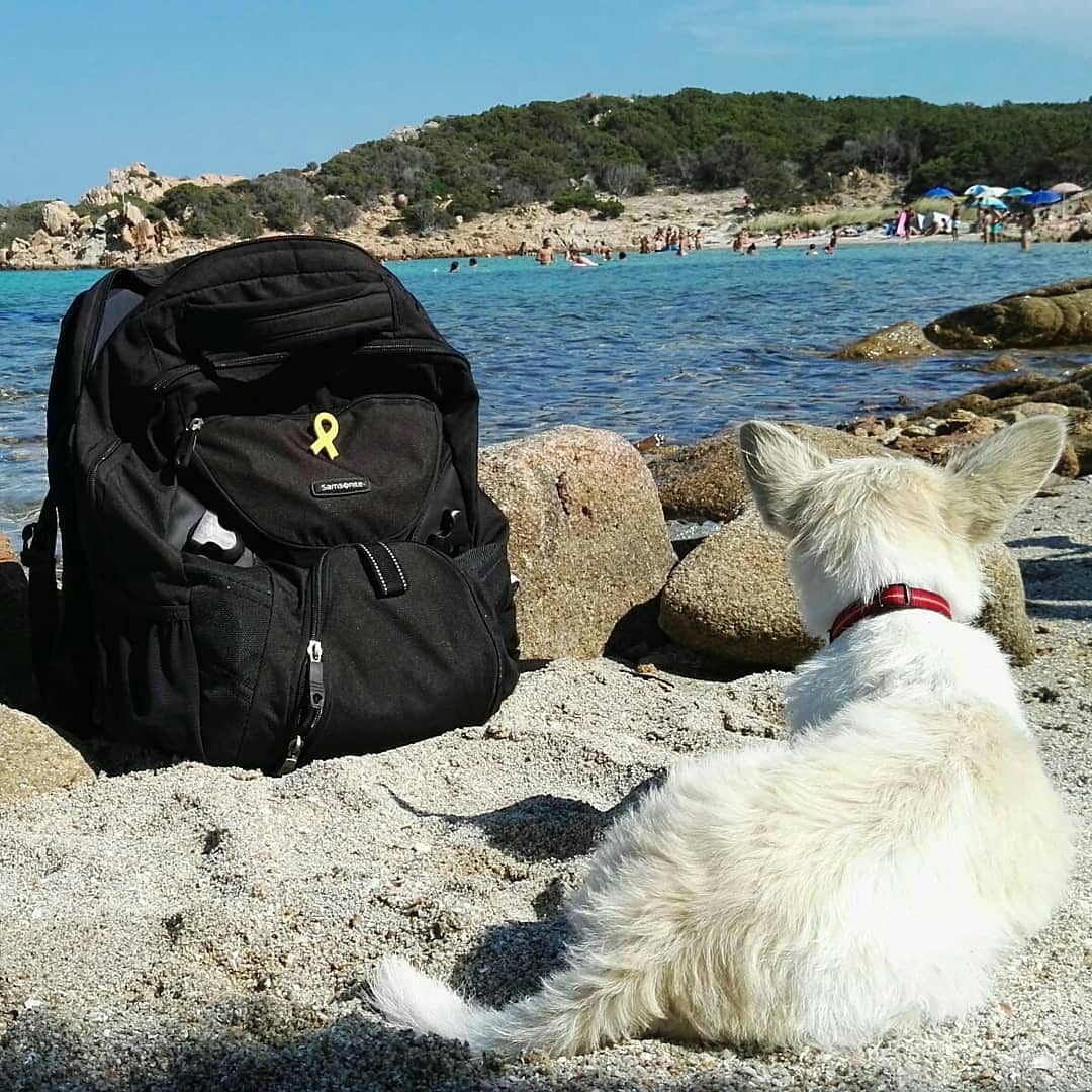 @eulalia xirinachs "Amb ulls de gos. Cada dia arreu del món el sol s’acomiada amb el color groc. Serà per això que el veig tant sovint."