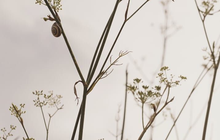 @Fotografiaasle "Contrallum. Posicio en que l'objecte rep la llum del costat oposat al costat pel qual hom el mira."