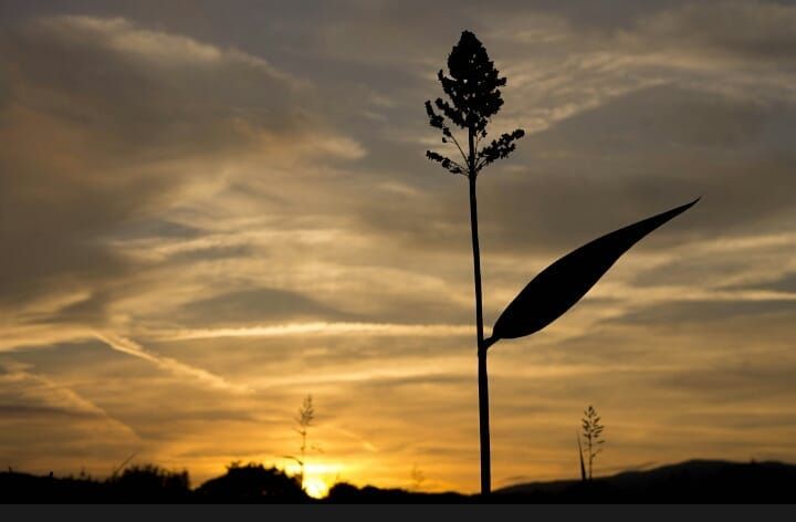 @Fotografiaasle "Son els detalls els que marquen la diferencia. Lloc Santa Eulalia de Ronçana"