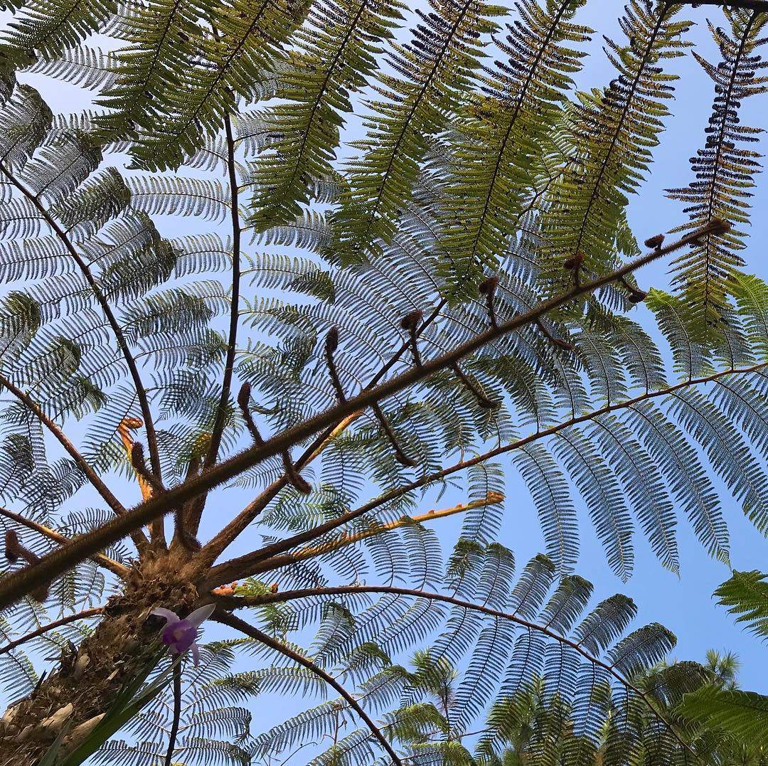 @Irenboronat "Falgueres gegants!"