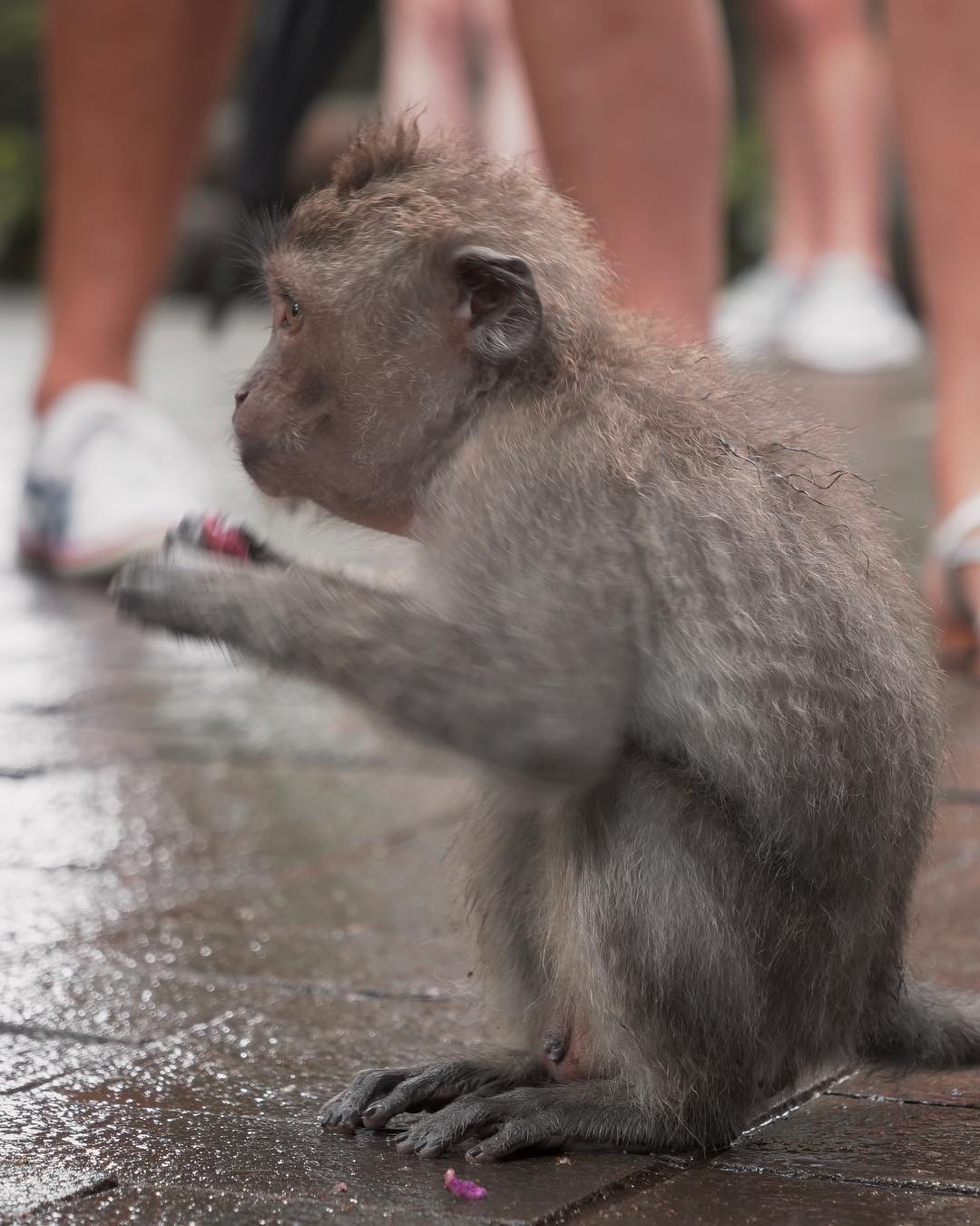 @jrd.montserrat "Little baby at Monkey Forest, Ubud..."