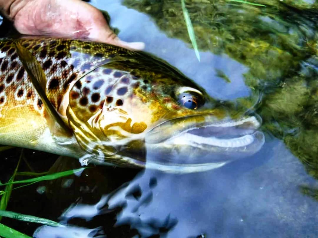 @juolivego "Adéu bonica....."