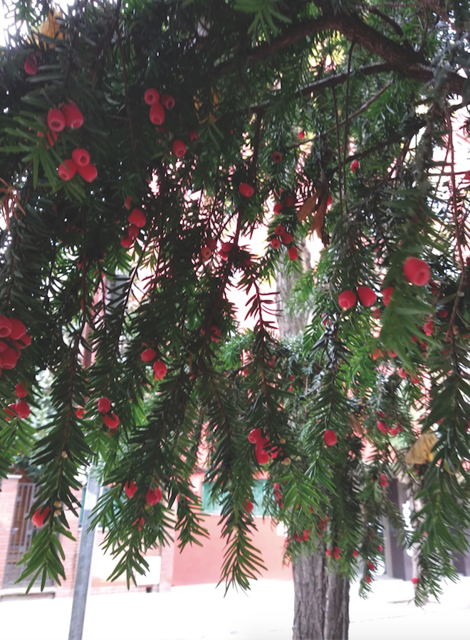 Cada arbre té un nom. FOTO:Ana Gloria