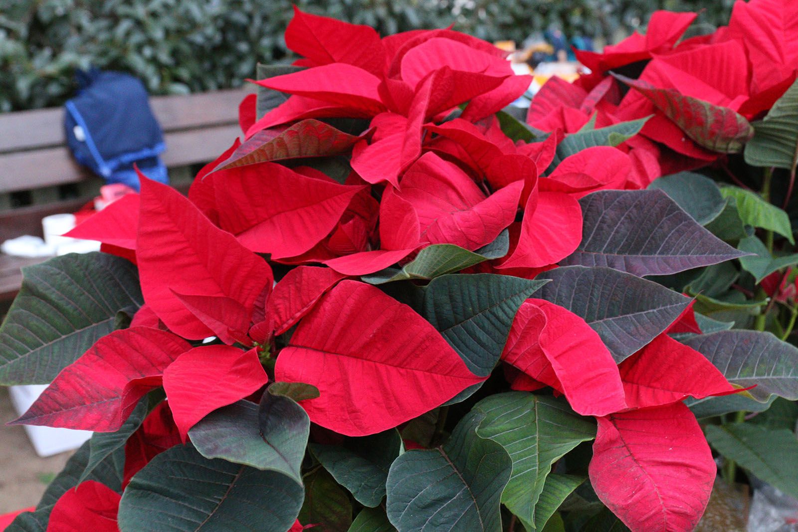 La fira de Santa Llúcia a Les Planes. Foto: Lali Álvarez