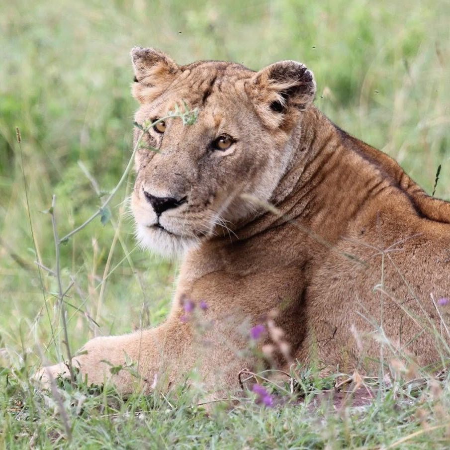 @lau ntg  "Tranquilidad en la sabana"