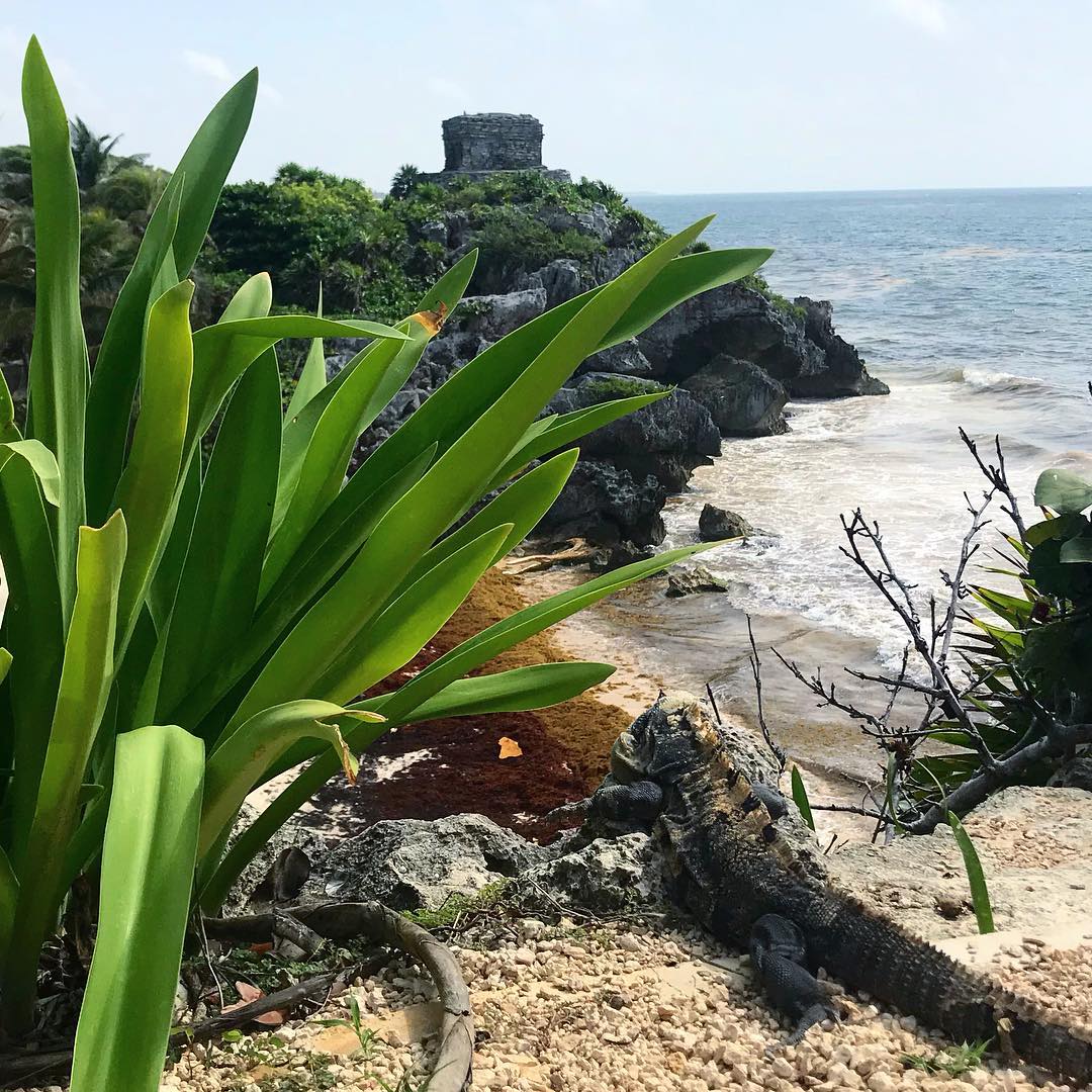 @Llulesu "rivieramaya"