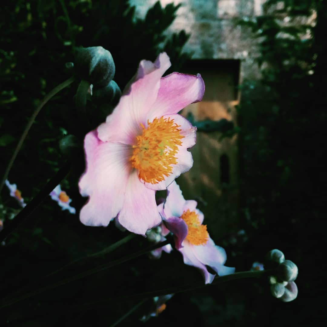 @Lostblueshadow "Just living is not enough... one must have sunshine, freedom, and a little flower."