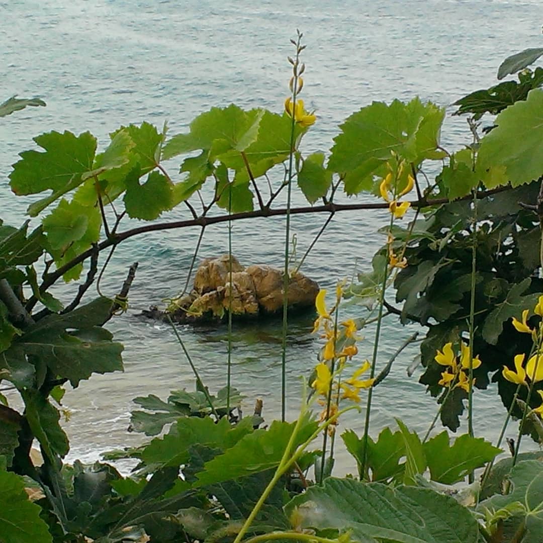 @Mailandscapes   "Un racó del camí de ronda"