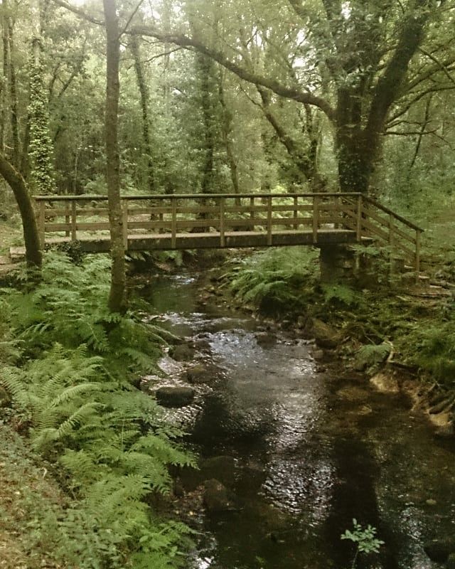 @maryjo cp "Los bosques de Galicia están llenos de magia"