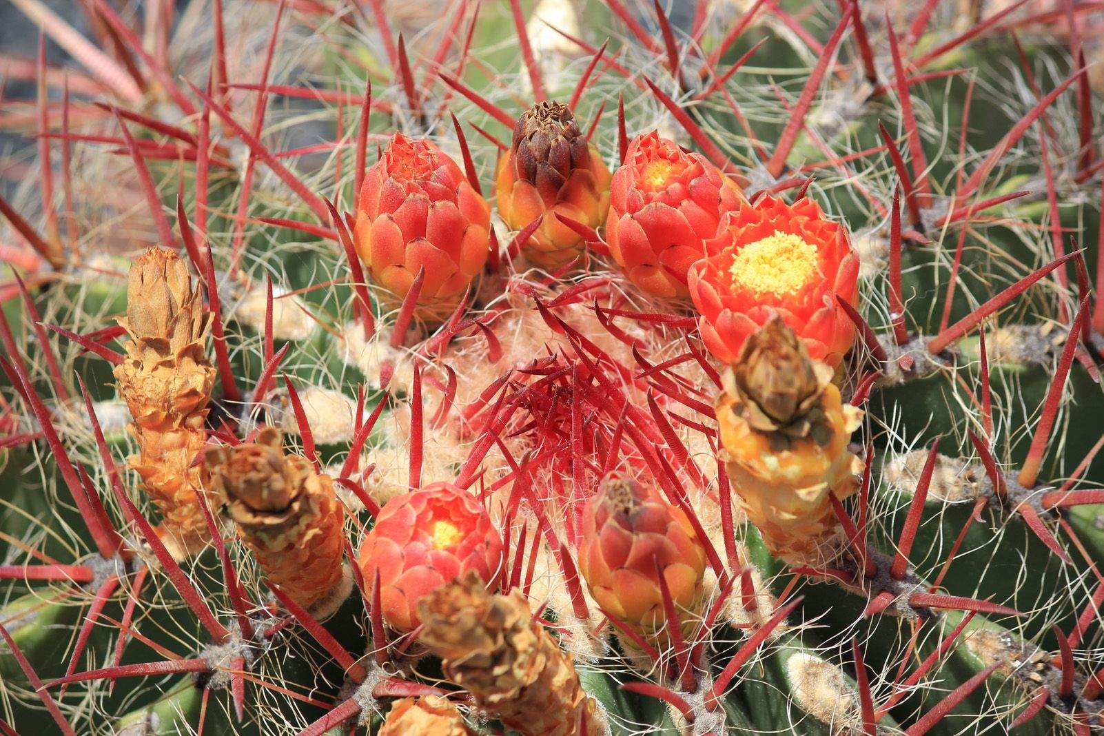Aina Casademont i Roca  "Mar o muntanya"