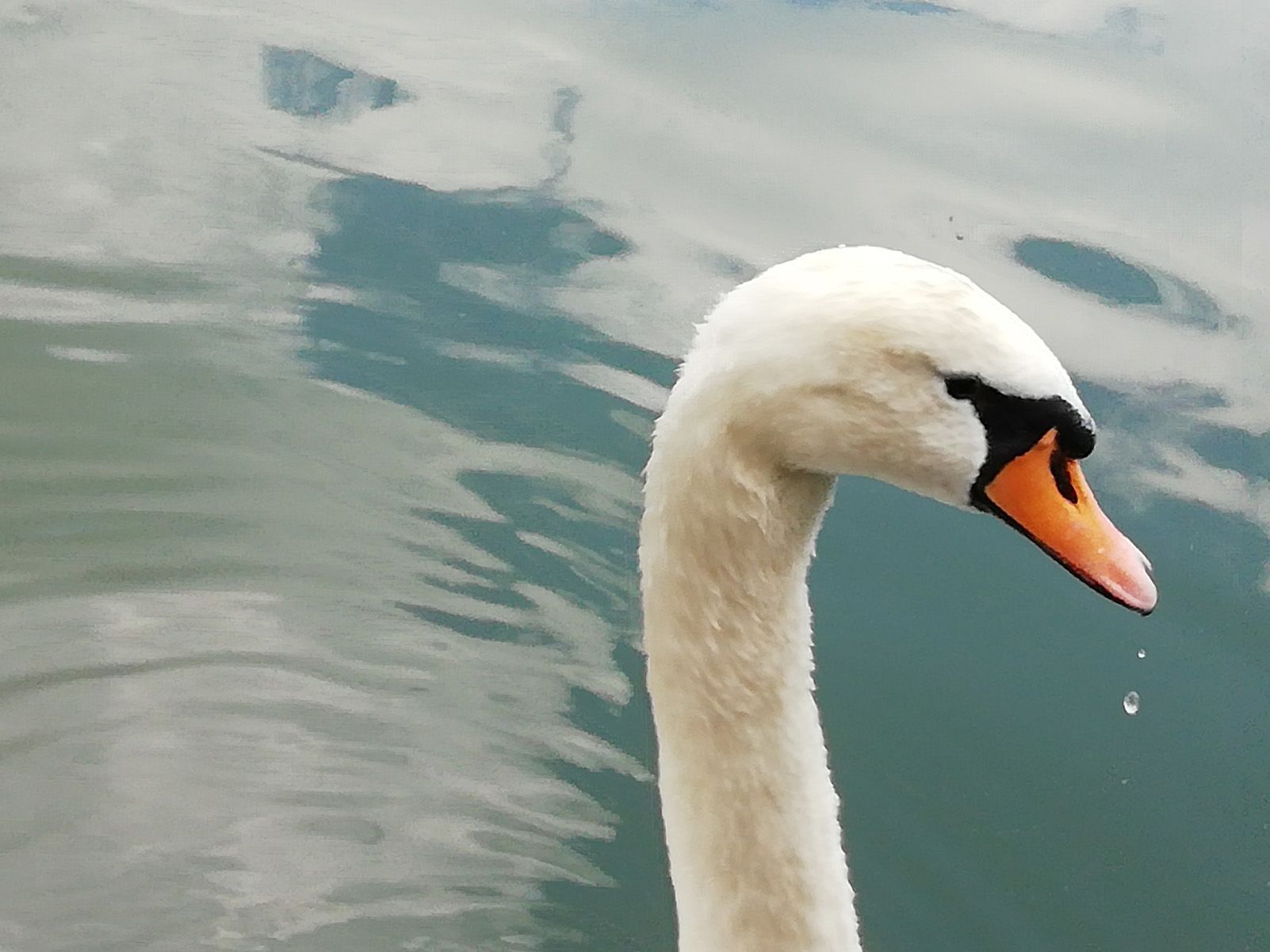 ANA LOZANO TRILLA "LA GOTA"