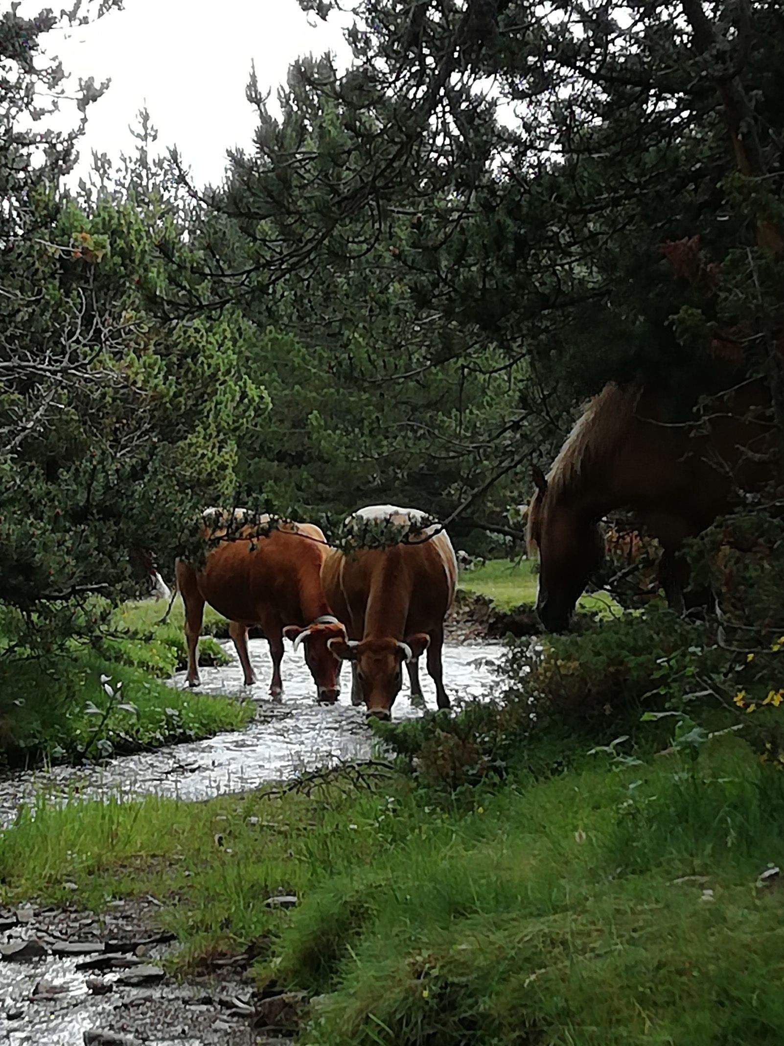 ANA LOZANO TRILLA "QUAN EL CALOR APRETA"