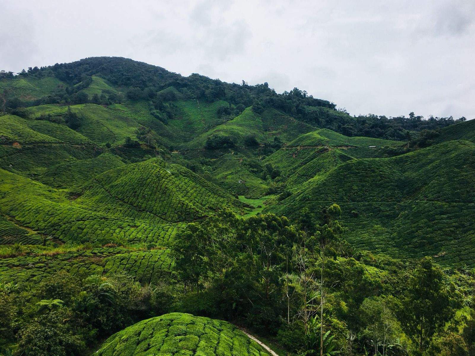 Anna Bastús "Camp de te"