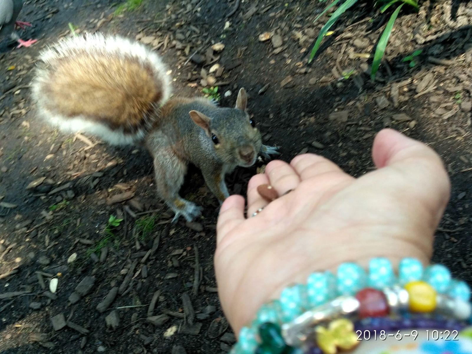 Antonia Román Díaz "Comiendo en Central Park"