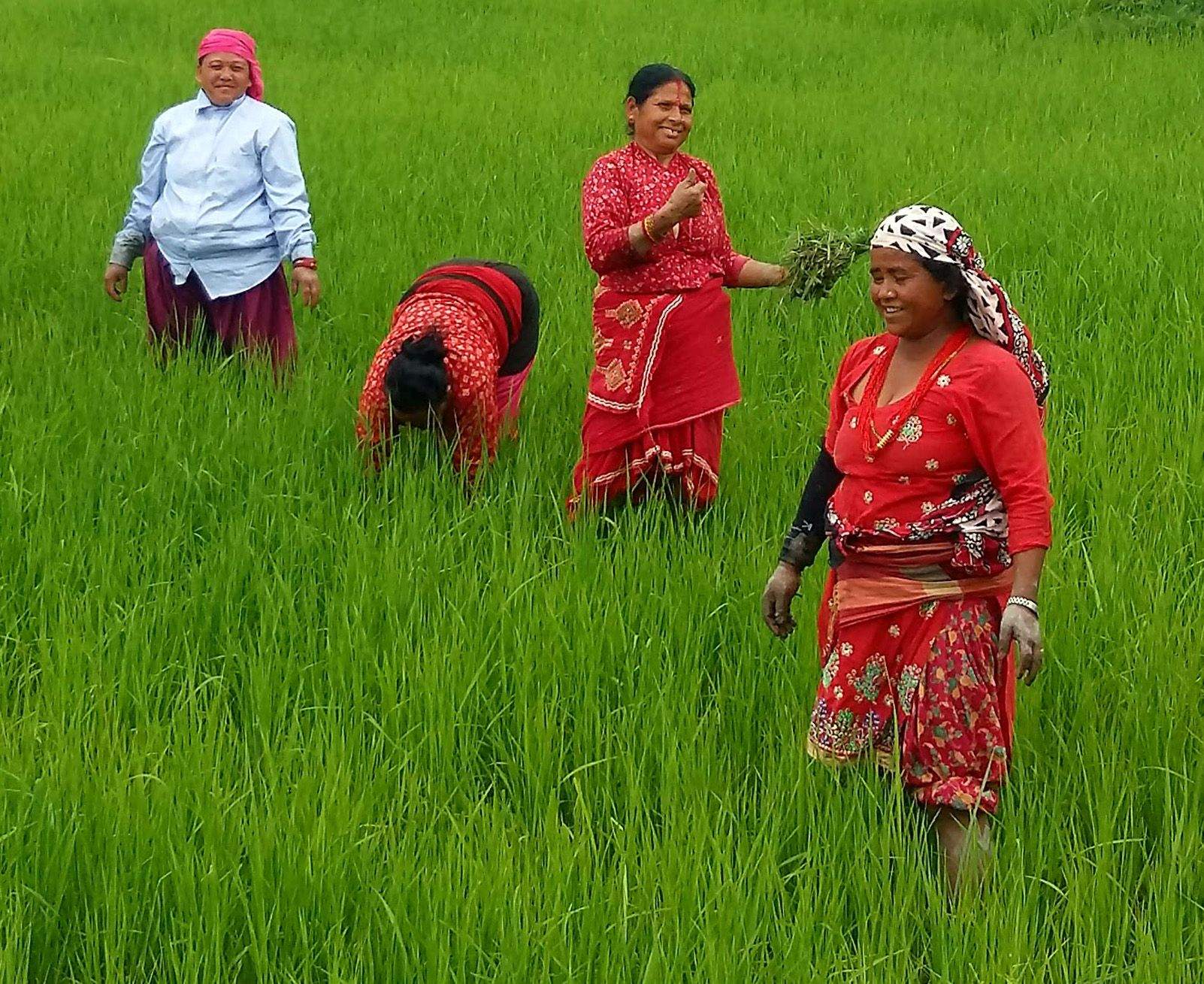 Asun Prim Vidal "Dones recollint arròs, Nepal"