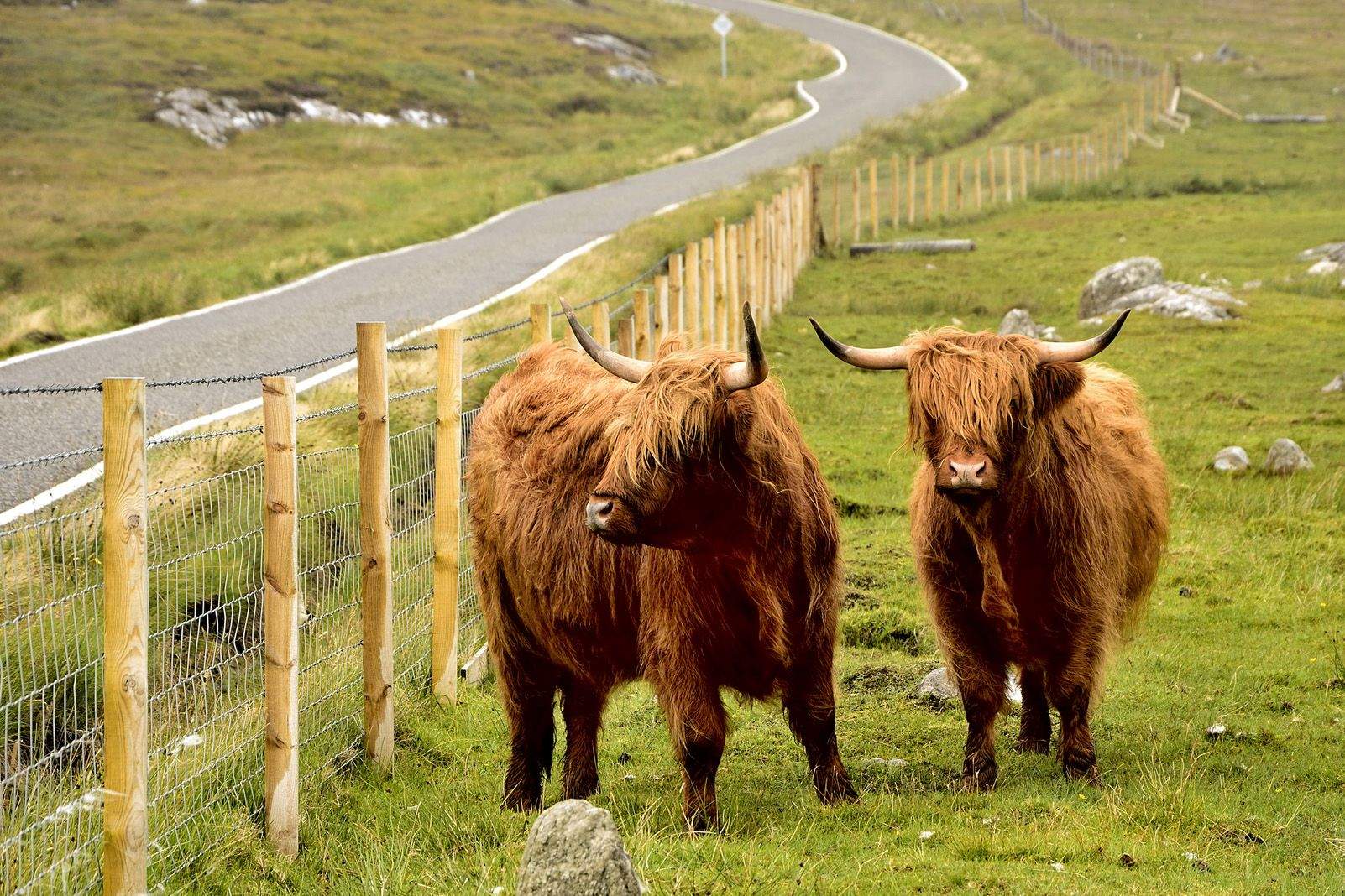 Baltasar Alba "Bous peluts"