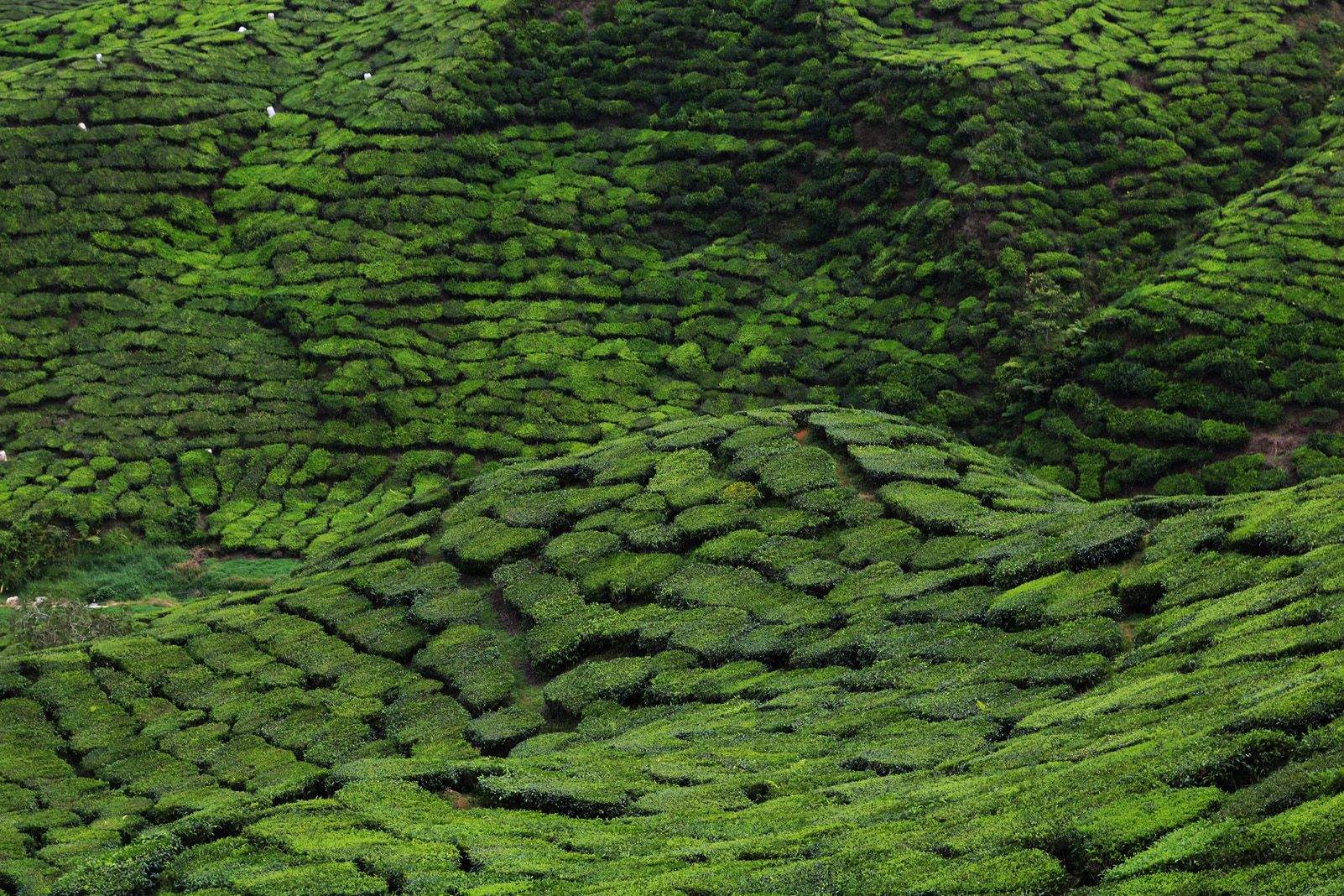 Carla Mañosas Mas "BOH, Tea fields"