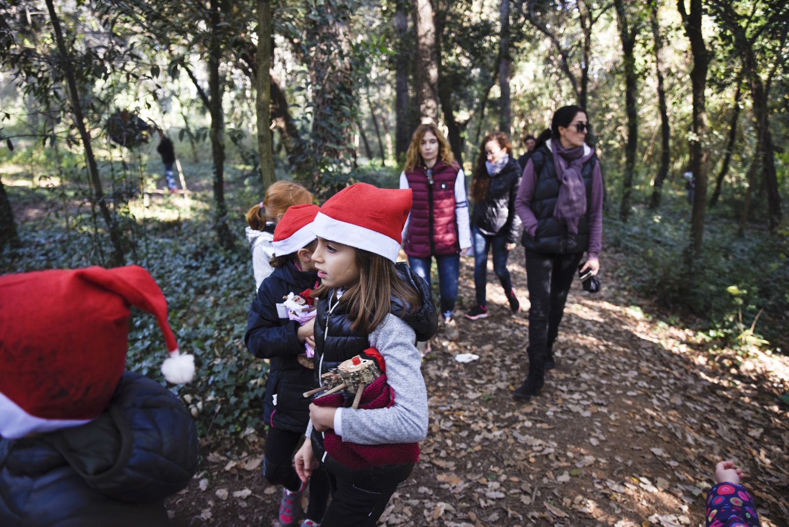 Cacera de tions al bosc de Volpelleres. Foto: Bernat Millet.