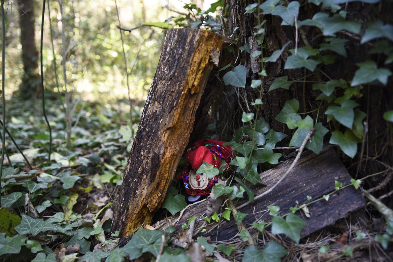 Cacera de tions al bosc de Volpelleres. Foto: Bernat Millet.