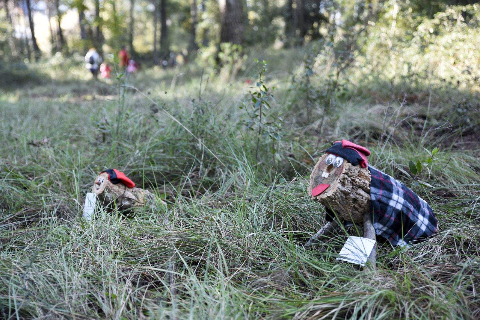 Cacera de tions al bosc de Volpelleres. Foto: Bernat Millet.